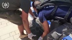 Израильские полицейские спасли гигантскую морскую черепаху. Видео