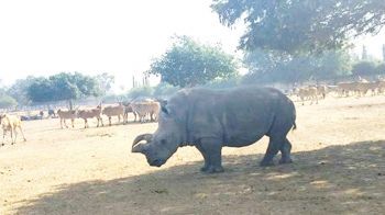 Кормление зверей