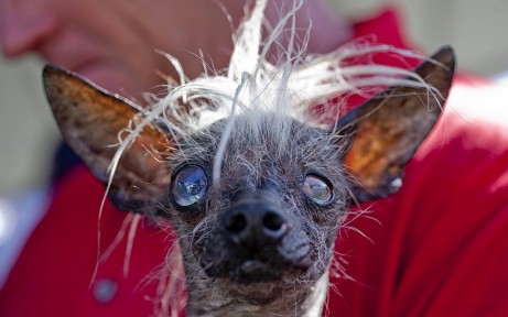Самой уродливой собакой мира назвали 17-летнего слепого метиса чихуахуа