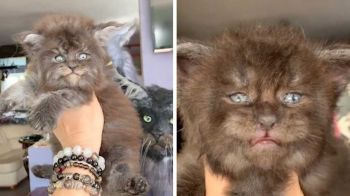 Котята с внешностью «оборотней» покорили соцсети (видео)