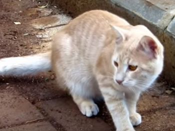 Кошки просят о помощи