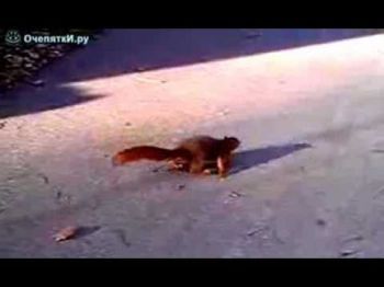 Белка Типпи - новая звезда Интернета