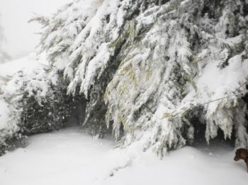 Снежная буря послана евреям за грехи! 